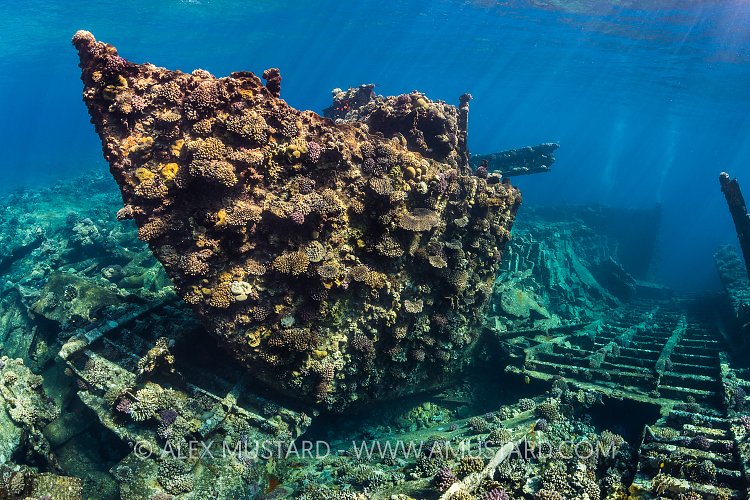 Chrisoula K Wreck. Egypt