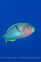 Klunzinger's Wrasse. Egypt.