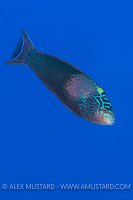 Spotted Wrasse. Egypt
