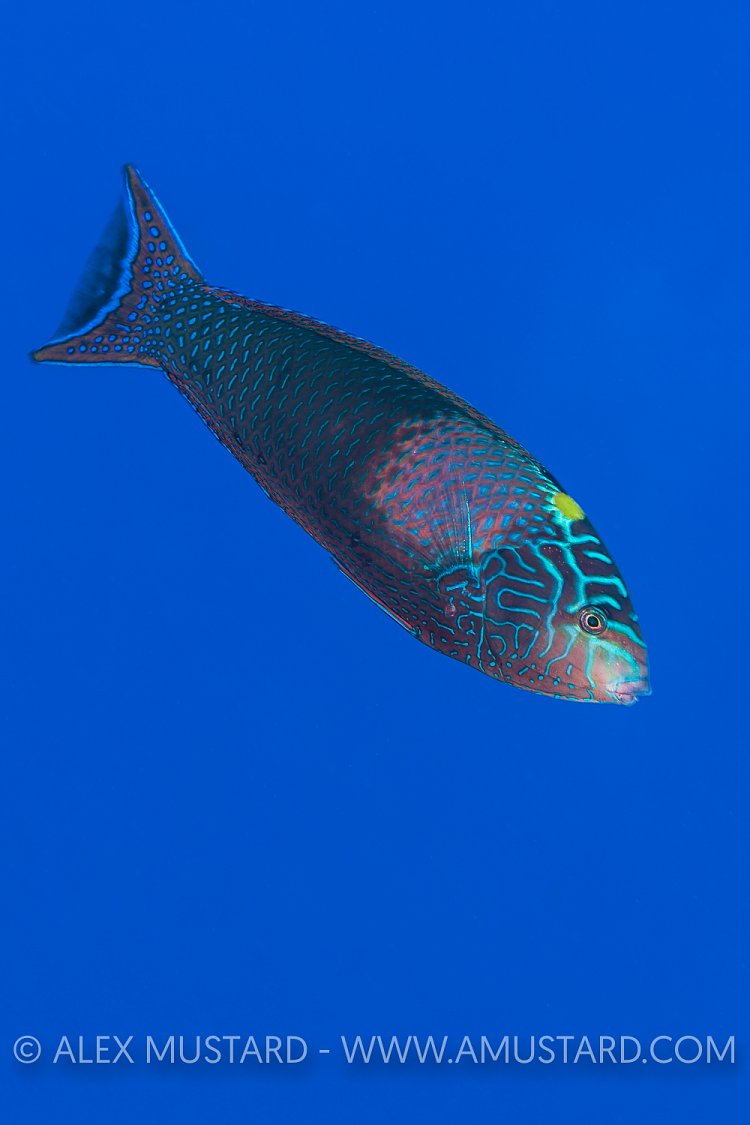Spotted Wrasse. Egypt