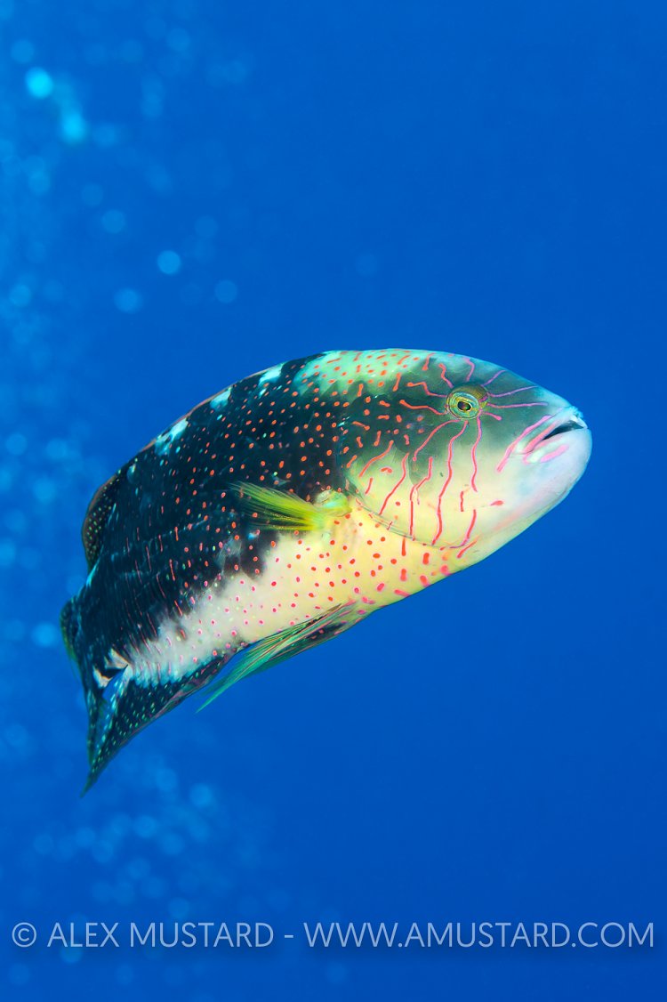 Wrasse Displaying. Egypt.
