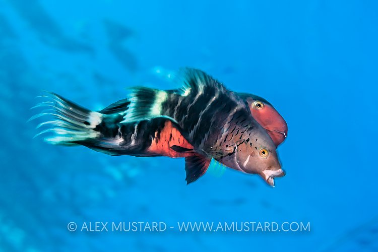 Redbreasted Wrasse Spawning. Egypt.