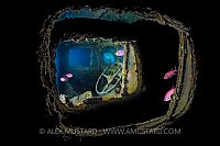 Bedford OY Steering Wheel. Egypt