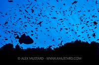 Silhouetted Life. Egypt