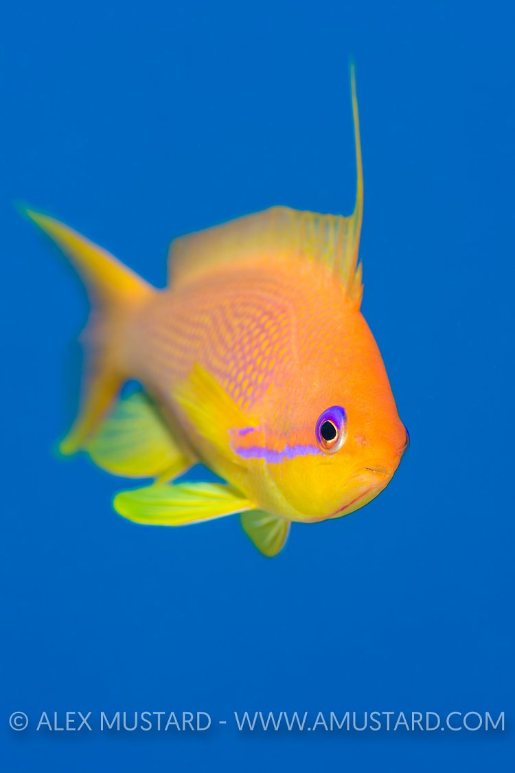 Female Anthias. Egypt