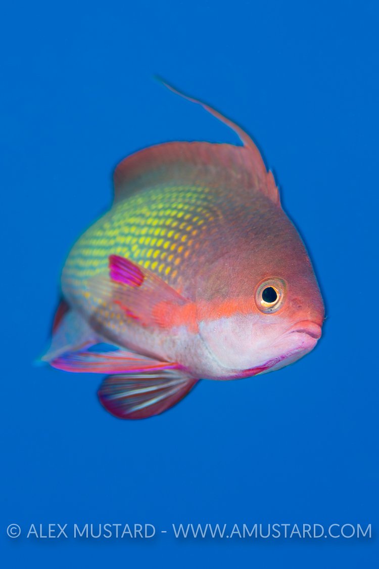 Male Anthias. Egypt