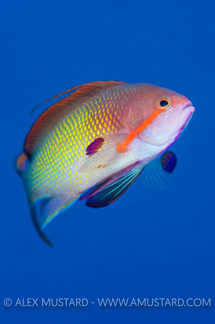 Anthias. Red Sea.