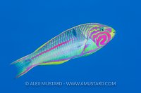 Klunzinger's Wrasse. Egypt.