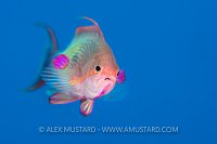 Male Anthias. Red Sea