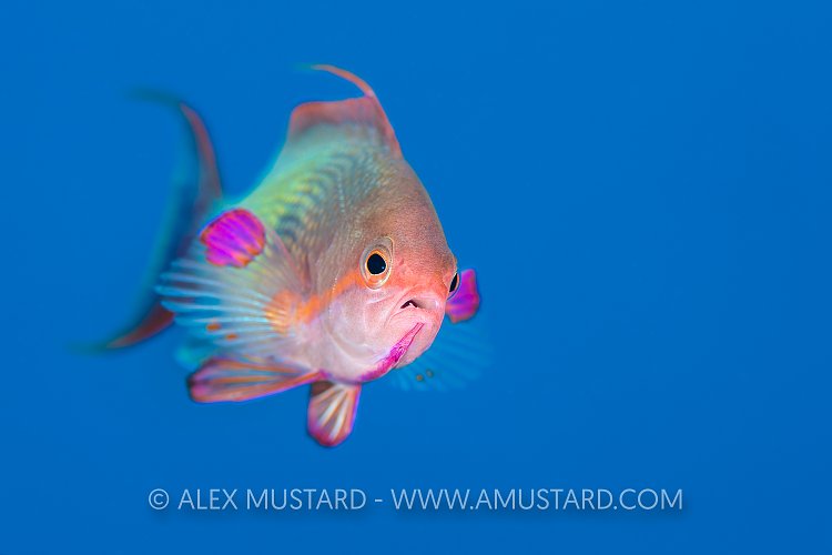 Male Anthias. Red Sea