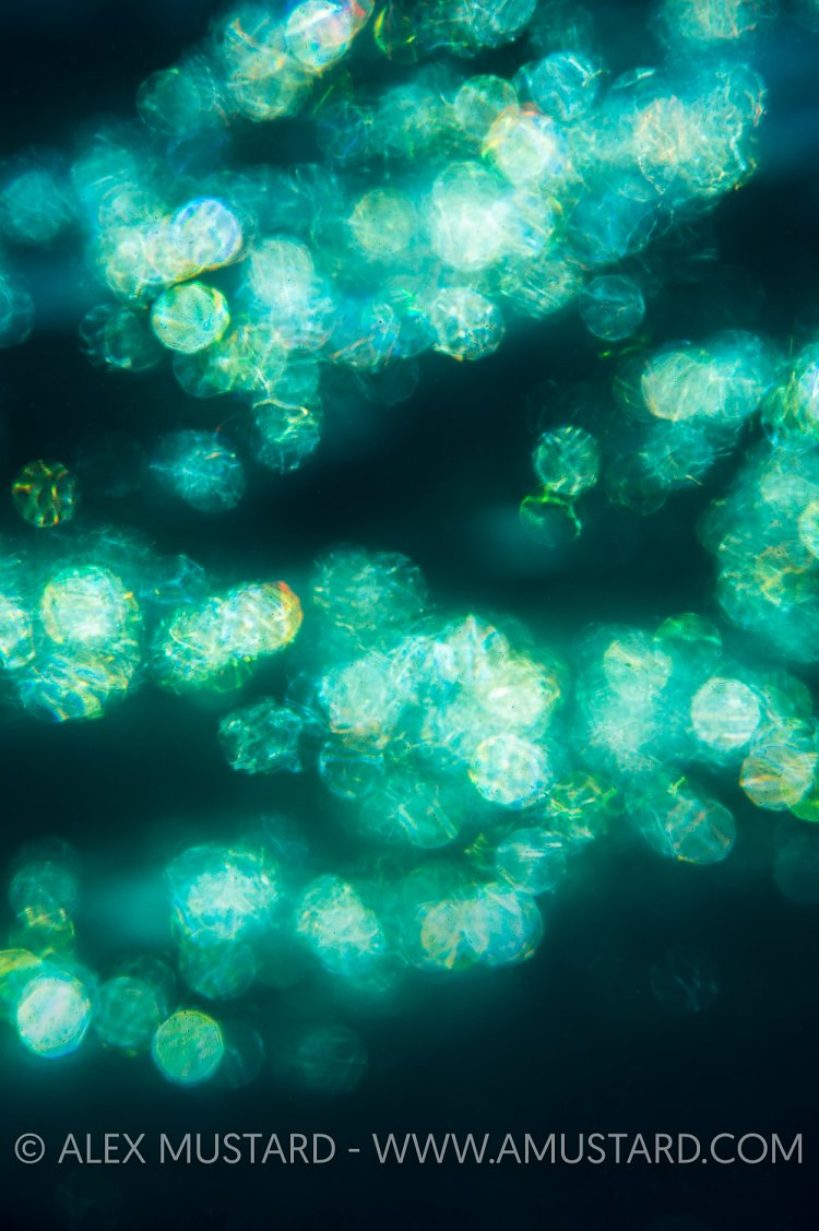 Sunset Bokeh. Egypt.