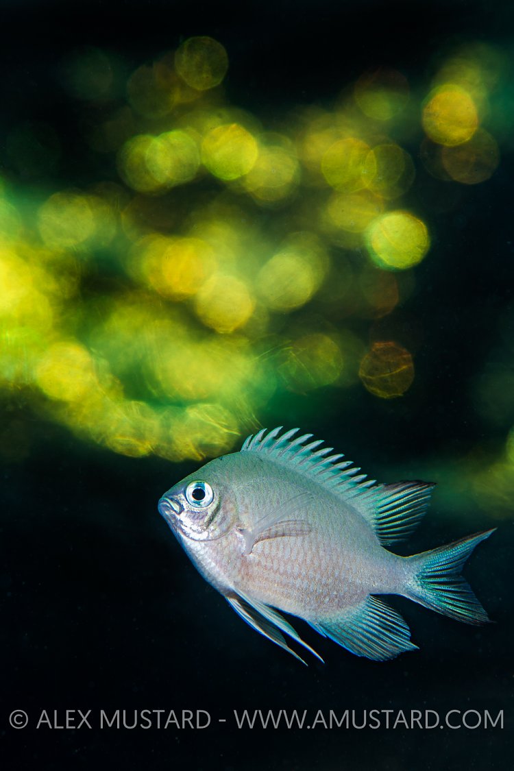 Damselfish Bokeh. Egypt