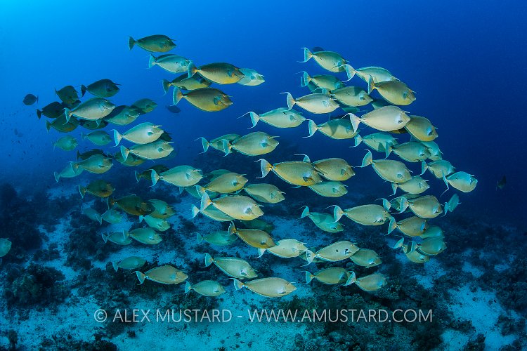 Unicornfish School. Egypt