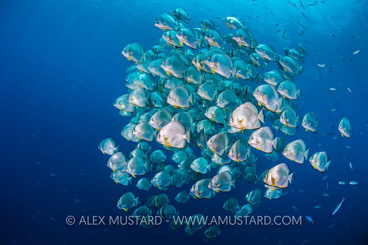 Batfish School. Egypt