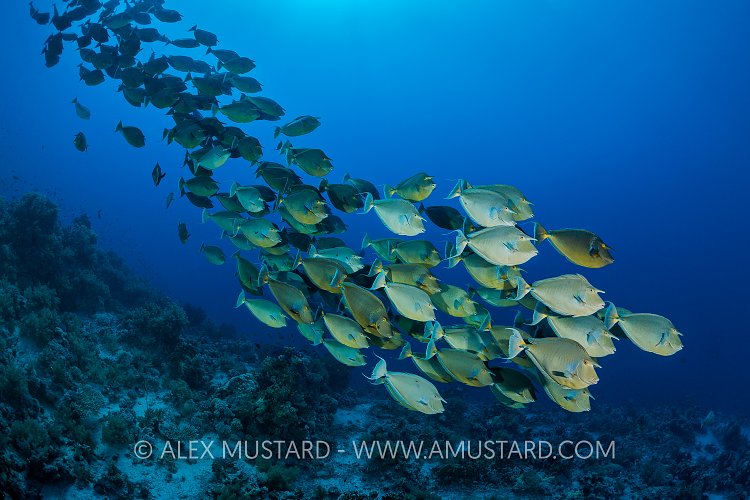 Unicornfish School. Egypt