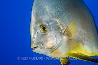 Batfish Up Close. Egypt