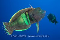 Clown Coris Display. Red Sea.