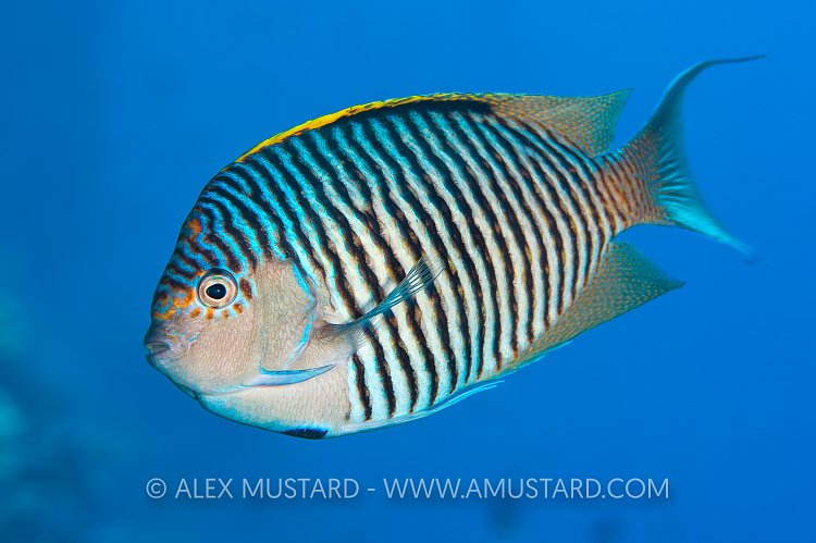 Zebra Angelfish. Egypt