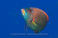 Chiseltooth Wrasse. Egypt.