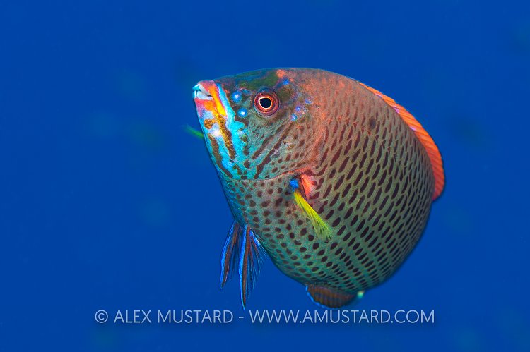 Chiseltooth Wrasse. Egypt.