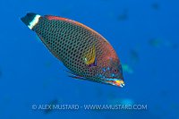 Chiseltooth Wrasse. Egypt.