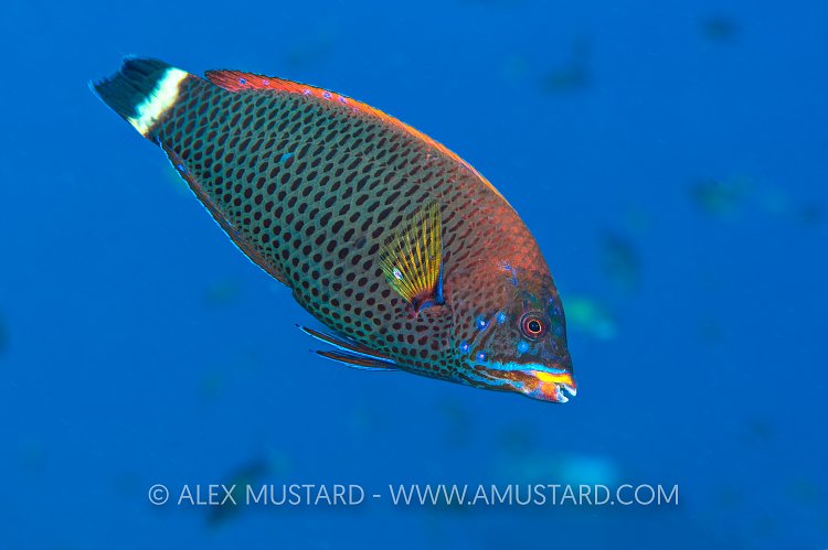 Chiseltooth Wrasse. Egypt.