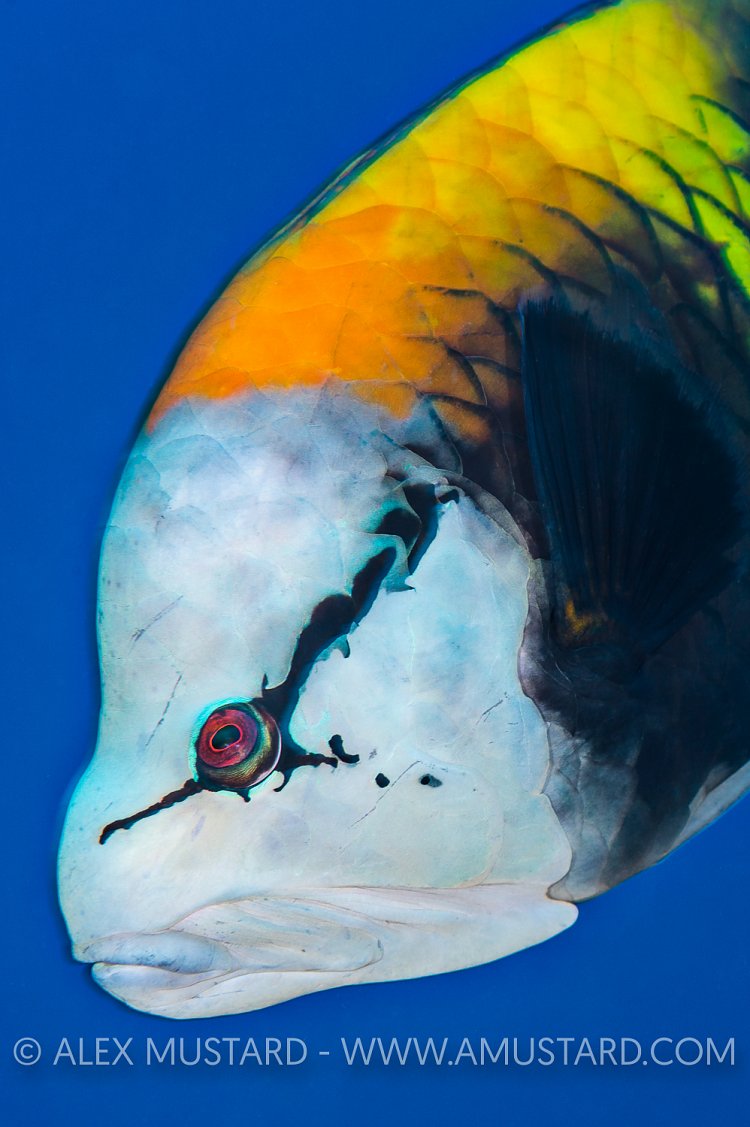 Male Slingjaw. Red Sea.