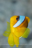 Red Sea Anemonefish. Egypt
