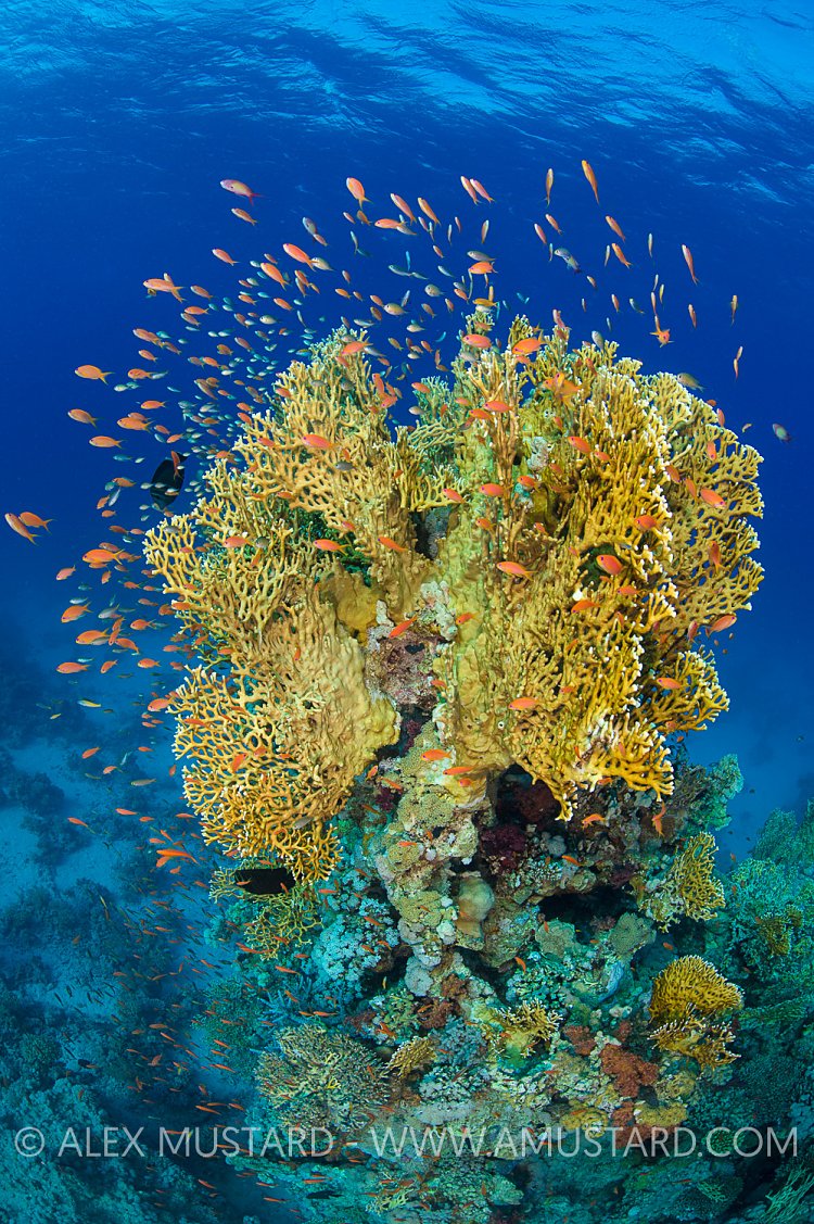 Anthias Over Fire Coral. Red Sea