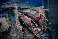 Aircraft Wings. Thistegorm. Egypt