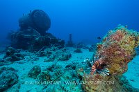 Lionfish And Locomotive. Egypt