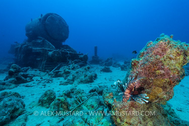 Lionfish And Locomotive. Egypt