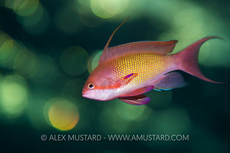 Anthias Sunset. Red Sea