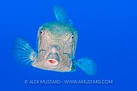 Hormonal Boxfish. Egypt