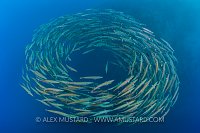Barracuda Donut. Egypt.