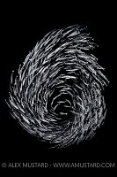 Schooling Barracuda. Red Sea