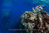 Fish Over Pinnacles. Red Sea