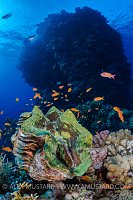 Clam On Reef. Egypt