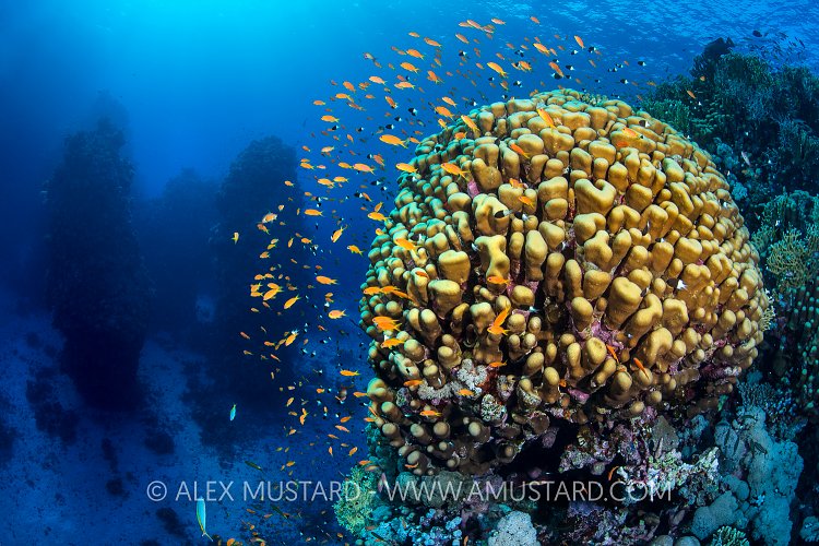 Red Sea Reef Scene.