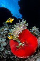 Red Sea Anemonefish. Egypt