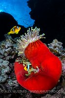 Red Sea Anemonefish. Egypt