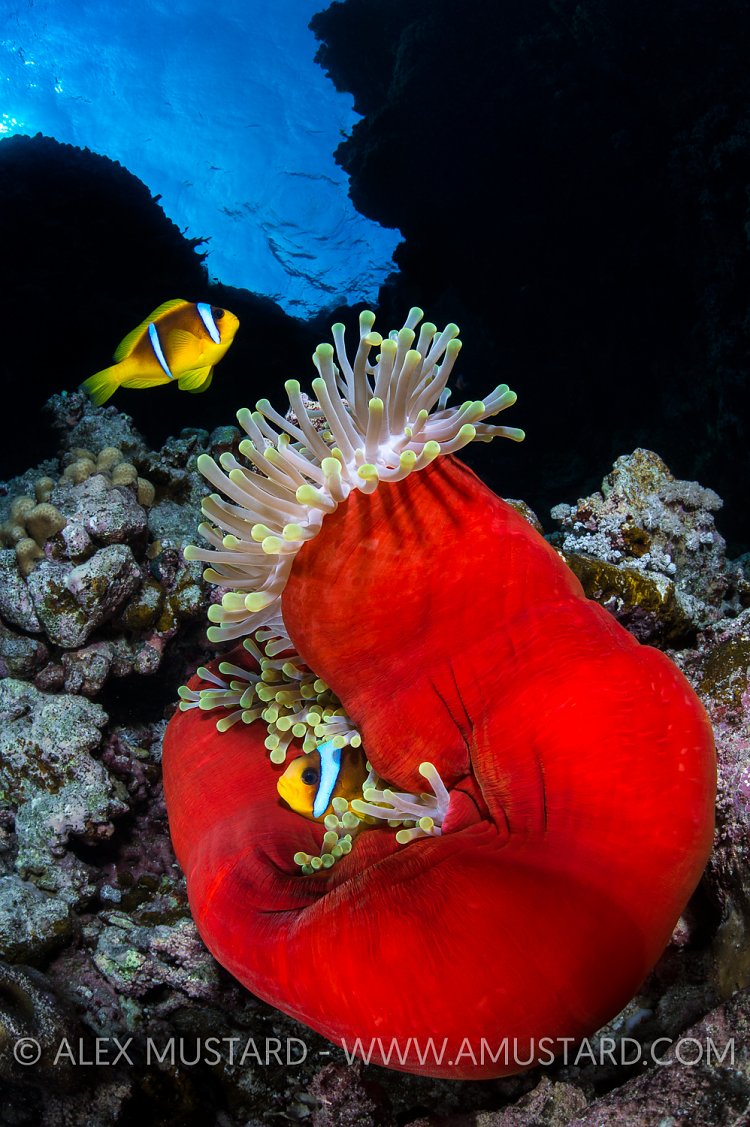 Red Sea Anemonefish. Egypt