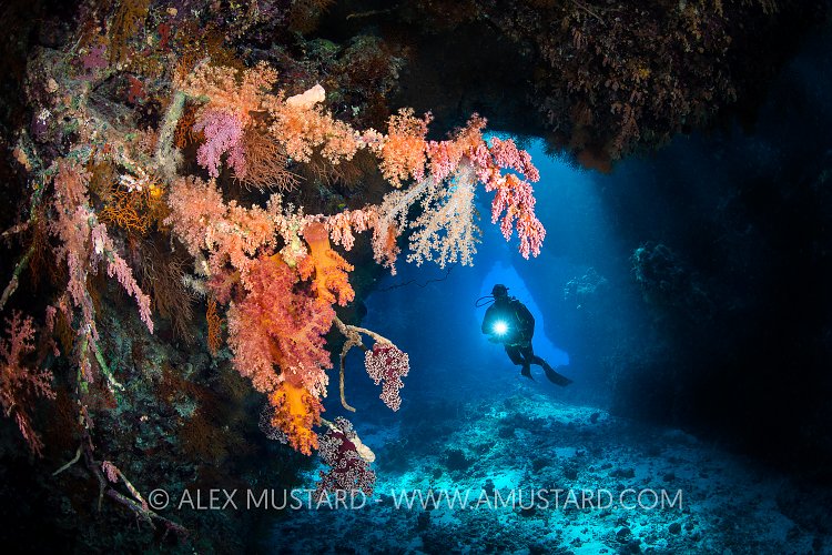 Cavern With Soft Corals. Egypt