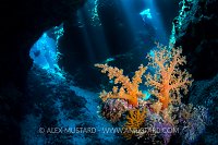 Diver and Corals In Cavern. Egypt