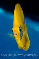 Masked Butterflyfish On Reef. Egypt