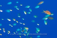 Odd One Out. Red Sea