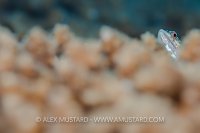 Hidden Lizardfish. Egypt.