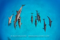 Dolphin Pod. Red Sea.