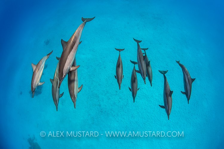 Dolphin Pod. Red Sea.