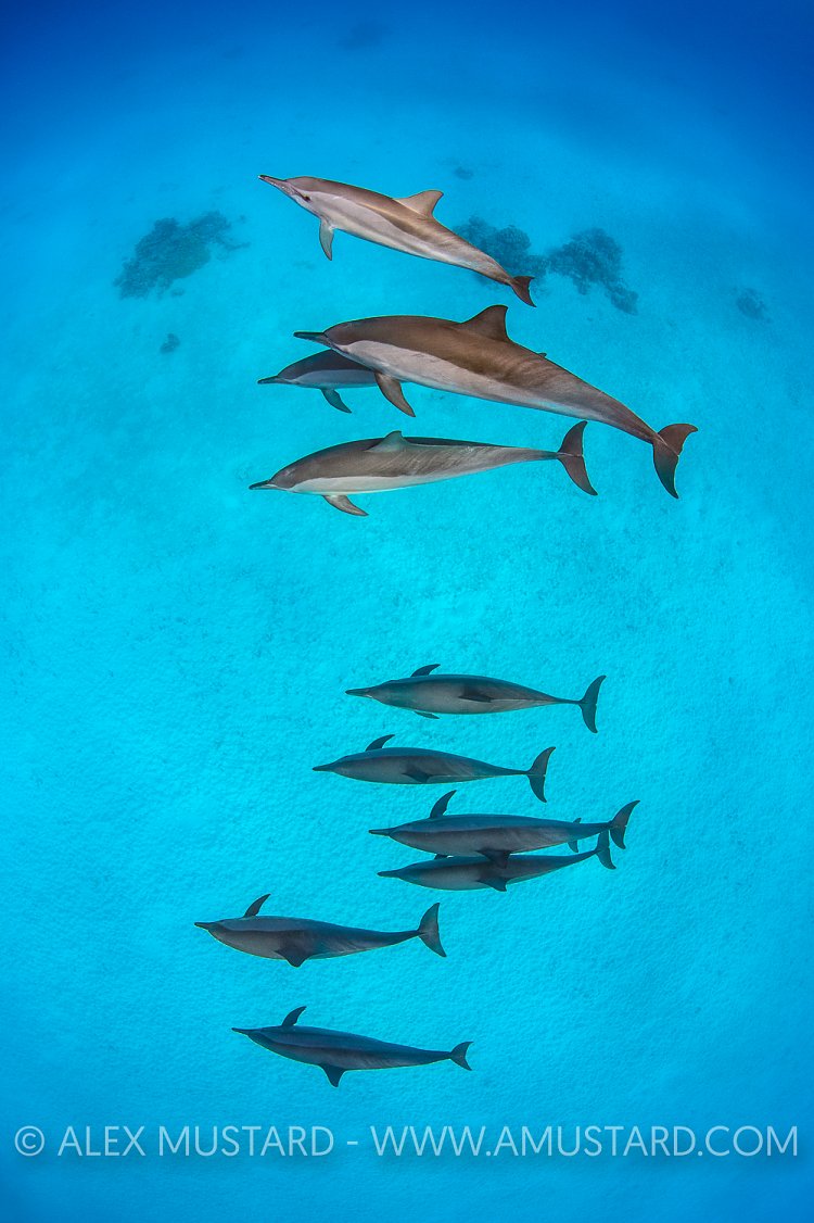 Dolphin Pod. Red Sea.